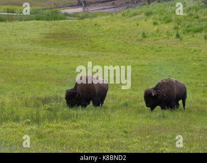 Zwei männliche Bisons grasen in einem üppigen, grünen Wiese im Yellowstone National Park. Stockfoto