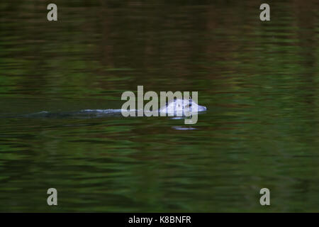 Eine neugierige Seehunde Fänge Lachs in einem Fluss in Misty Fjords National Monument, Southeast Alaska, USA Stockfoto