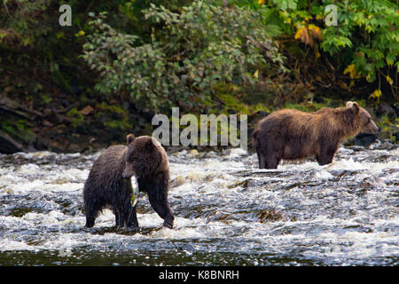 Küsten Braunbären Lachse in einem Fluss im Südosten Alaska, USA Stockfoto