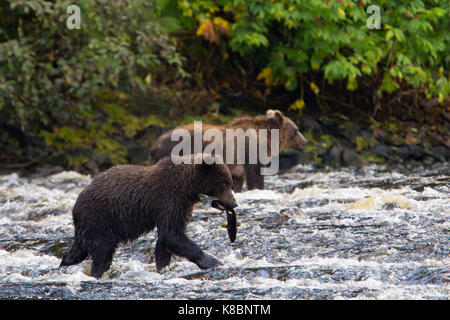 Küsten Braunbären Lachse in einem Fluss im Südosten Alaska, USA Stockfoto