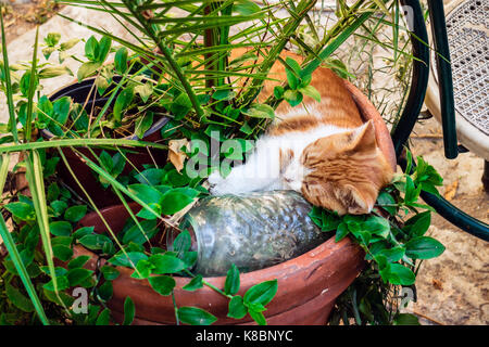 Ingwer und Weiß Tabby Katze schlafend in einem Blumentopf an einer Wohnstraße in Athen, Griechenland. Stockfoto