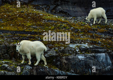 Bergziegen auf düsteren Knopf im Glacier Bay National Park, Alaska, USA Stockfoto