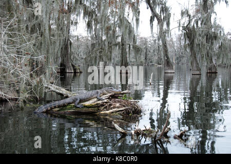 Ein Krokodil in See Martin, Louisiana. Stockfoto