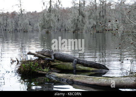 Ein Krokodil in See Martin, Louisiana. Stockfoto
