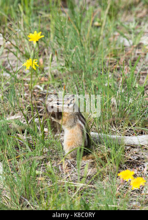 Chipmunk aufrecht sitzend mit Bison Fell im Mund. Er unter Gras und Blumen sitzt. Stockfoto