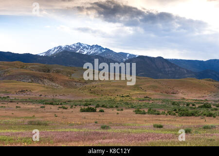 Wildblumen und Gräser in einem Tal in der Nähe von Roosevelt Arch mit Bergen im Hintergrund. Stockfoto