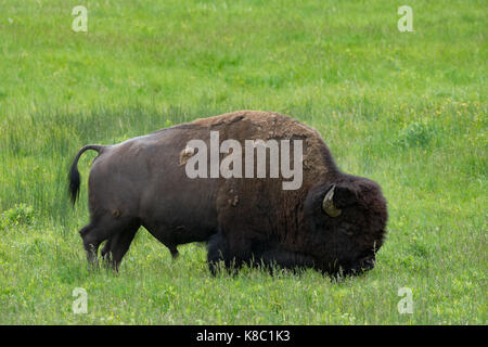 Nahaufnahme eines einzigen Bisons grasen auf einer grünen Wiese Gras und Wildblumen. Im Profil gesehen. Stockfoto