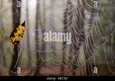 Ein Spinnennetz in Tau mit einem Blatt auf fing es abgedeckt Stockfoto