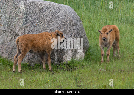 Zwei bison Kälber, die zum Spielen und verstecken sich hinter einem Boulder suchen angezeigt. Stockfoto