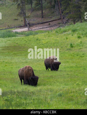 Ein paar der Bisons grasen auf einer grünen Wiese mit einem Wald im Hintergrund. im Yellowstone National Park fotografiert. Stockfoto