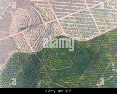 Luftaufnahme von Palmölplantage. Foto mit Drohne erfasst. Umwelt Konzept Stockfoto