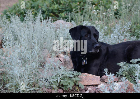 Callie kam von einem Retriever rescue Organisation. Sie hatte durch mehrere Wohnungen. Sie hatte auch auf den Straßen. Stockfoto