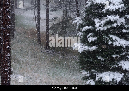 Schnee in der Nähe von Boulder, CO auf pine Bäume und Gras, die bereits Grün gedreht hat Stockfoto