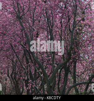 Crabapple tree in voller Blüte, Boulder, CO Stockfoto