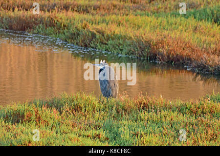 Great Blue Heron Stockfoto