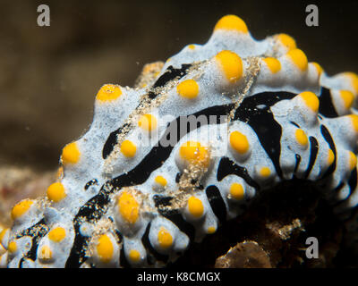 Nacktschnecke auf dem Coral, Philippinen Stockfoto