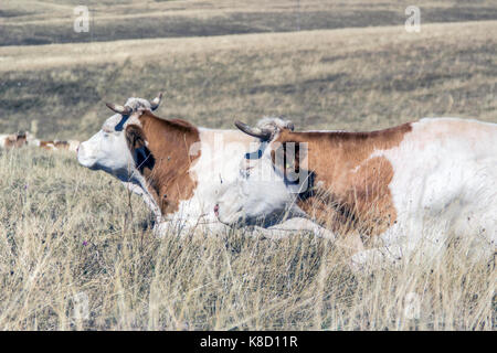 Zlatibor Berg, Serbien - Kuhherde im hohen Gras liegend auf einer Weide Stockfoto