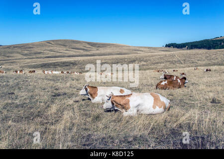 Zlatibor Berg, Serbien - Kuhherde im hohen Gras liegend auf einer Weide Stockfoto