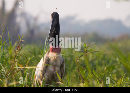 Brasilianischen Pantanal - Jabiru Stockfoto