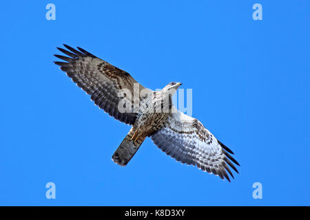 Europäische Wespenbussard im Flug mit blauen Himmel im Hintergrund Stockfoto