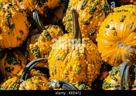 Stapel der Kürbisse mit Warzen auf einen Markt für frische Erzeugnisse Stockfoto