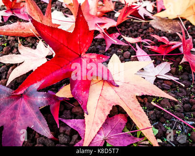 Herbst Herbst rote Blätter Stockfoto