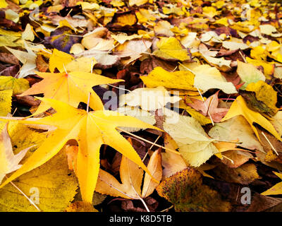 Laub im Herbst Stockfoto