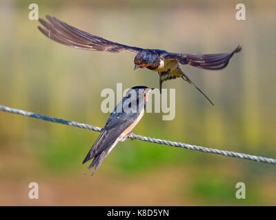 Junge Schwalben Hirundo rustica auf Zaun darauf warten gefüttert zu werden. Stockfoto