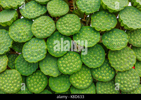 Natürliche Frische und köstliche tropische Lotus Obst angezeigt, für den Verkauf in Kambodscha. Stockfoto