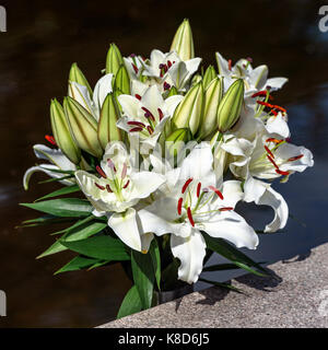 Wunderschöner Strauß mit weißen Madonna Lilie (Lilium Candidum) mit Wasser als Hintergrund. Stockfoto