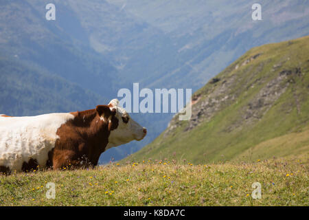 Rote und weiße Kuh in grosser Höhe in den österreichischen Alpen, in der Landwirtschaft in Österreich Stockfoto