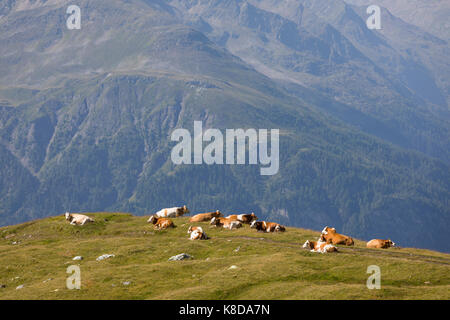 Gruppe von roten und weißen Kühe in grosser Höhe in den Alpen, in der Landwirtschaft in Österreich Stockfoto