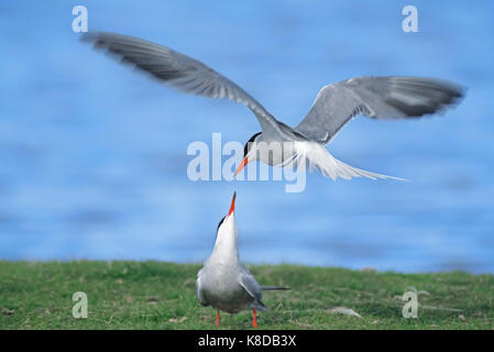 Flußseeschwalben, streiten, Texel, Niederlande / (Sterna hirundo) | Flussseeschwalben, streitend, Texel, Niederlande/(Sterna hirundo) Stockfoto