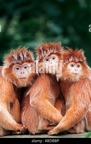 Javan Langurs/(Trachypithecus auratus Auratus, Jugendsportlern auratus auratus) | Java-Haubenlanguren/(Trachypithecus auratus auratus Auratus, jugendsportlern Stockfoto