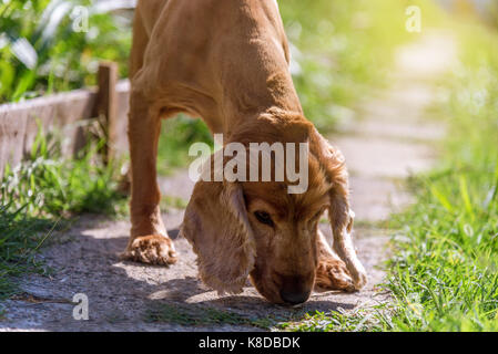 Süße american Cocker Spaniel Welpen Stockfoto