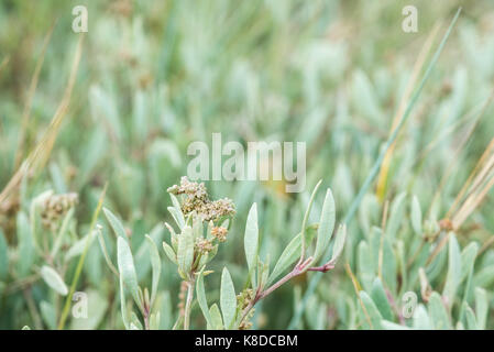 Ein Patch der Blüte Meer Portulak (Halimione Portulacoides) Stockfoto