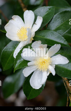 Camellia sasanqua Stockfoto