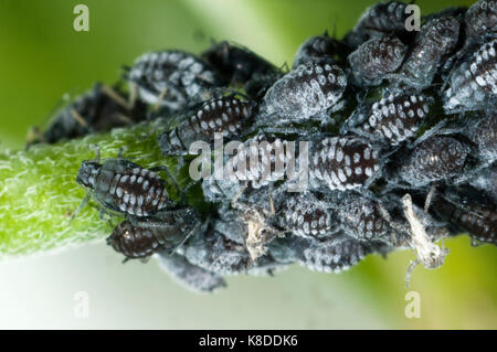 Kolonie von Wächsernen weidenröschen Blattläuse, Aphis epilobiaria, auf einem Unkrautarten, Breitblättrigen Weidenröschen, Epilobium montanum Stockfoto