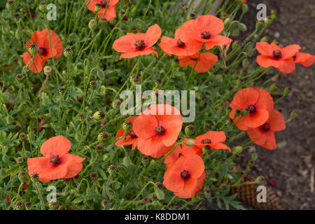 Lange poppy geleitet, Papaver dubium, Rot zarte Blumen und grüne Samenkapseln, West Berkshire, Juli Stockfoto