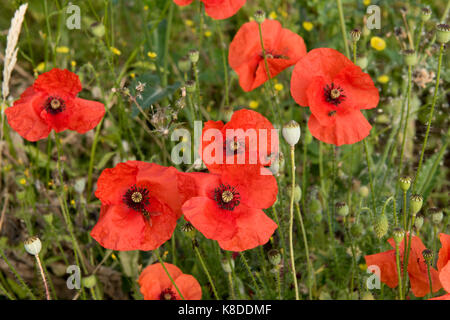 Lange poppy geleitet, Papaver dubium, Rot zarte Blumen und grüne Samenkapseln, West Berkshire, Juli Stockfoto