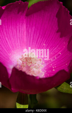 Pollen auf lila Mohn Malve Blume (Callirhoe) - USA Stockfoto