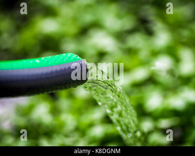 Fließt das Wasser aus dem Gartenschlauch, während die Bewässerung der Anpflanzungen im Hinterhof. Stockfoto