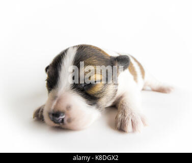 Ein neugeborenes blinder Welpe von braune Färbung close-up auf einem weißen Hintergrund. Stockfoto