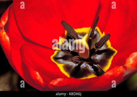 Rote Tulpe Nahaufnahme zeigt nur die Staubgefäße flache Tiefenschärfe Stockfoto