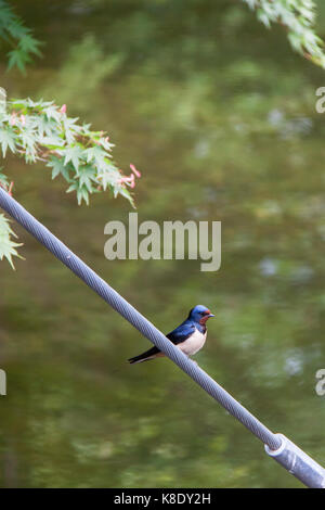 Rauchschwalbe (Hirundo rustica) Sitzen auf Stahl Kabel vorne am Wasser, Italien Stockfoto