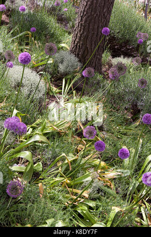 Feld von Allium Blumen (Lithodora diffusa), Deutschland Stockfoto