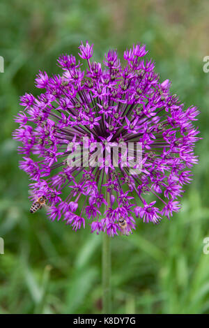 Biene auf Allium Blume (Crocus goulimyi), Deutschland Stockfoto