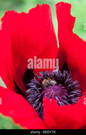 Biene auf gemeinsame Mohn (Papaver rhoeas), Deutschland Stockfoto