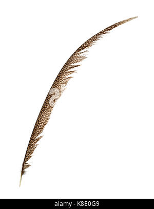 Pheasant tail Feather isoliert auf weißem Stockfoto