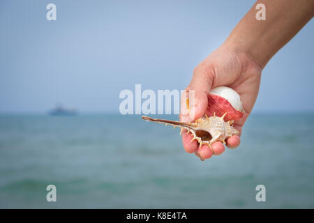 Viele Muscheln auf der Frau Hände durch das Meer. Stockfoto